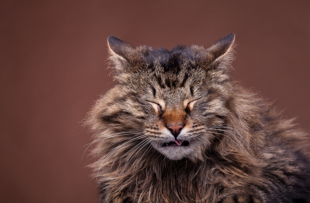 Allergie nei gatti: come si identificano e curano?